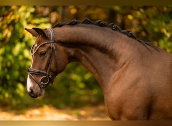 Hannover, Castrone, 3 Anni, 165 cm, Baio scuro