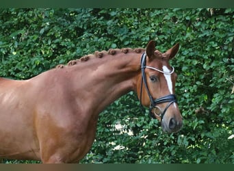 Hannover, Castrone, 3 Anni, 165 cm, Sauro