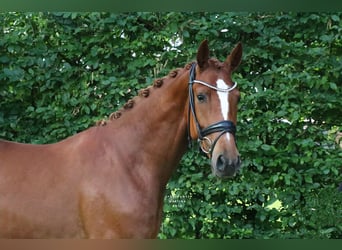 Hannover, Castrone, 3 Anni, 165 cm, Sauro