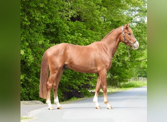 Hannover, Castrone, 3 Anni, 165 cm, Sauro