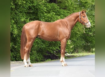 Hannover, Castrone, 3 Anni, 165 cm, Sauro