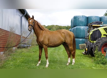 Hannover, Castrone, 3 Anni, 165 cm, Sauro scuro