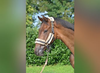 Hannover, Castrone, 3 Anni, 166 cm, Baio