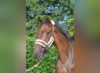 Hannover, Castrone, 3 Anni, 166 cm, Baio