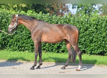 Hannover, Castrone, 3 Anni, 166 cm, Baio