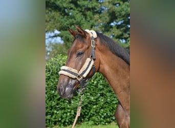 Hannover, Castrone, 3 Anni, 166 cm, Baio