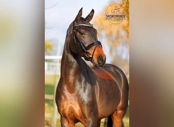 Hannover, Castrone, 3 Anni, 166 cm, Baio