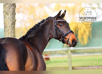 Hannover, Castrone, 3 Anni, 166 cm, Baio