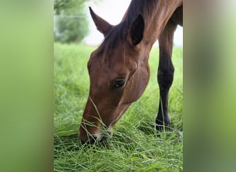 Hannover, Castrone, 3 Anni, 166 cm, Baio