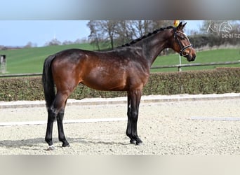 Hannover, Castrone, 3 Anni, 166 cm, Baio