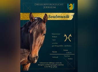 Hannover, Castrone, 3 Anni, 166 cm, Baio scuro