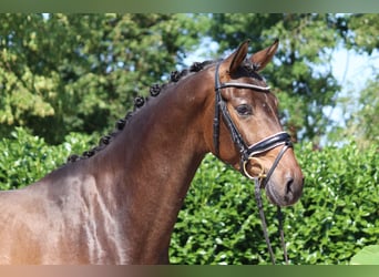 Hannover, Castrone, 3 Anni, 166 cm, Baio scuro