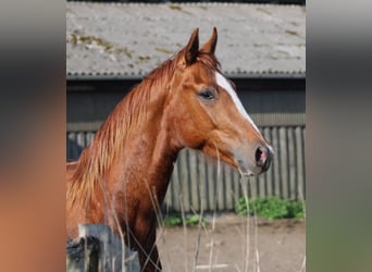 Hannover, Castrone, 3 Anni, 166 cm, Sauro