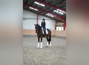 Hannover, Castrone, 3 Anni, 167 cm, Baio