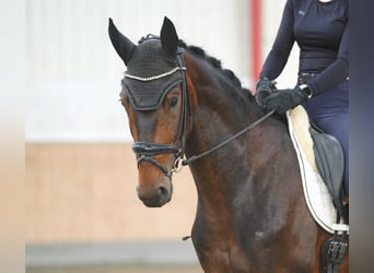 Hannover, Castrone, 3 Anni, 167 cm, Baio