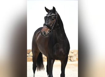 Hannover, Castrone, 3 Anni, 167 cm, Baio