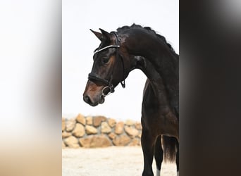 Hannover, Castrone, 3 Anni, 167 cm, Baio