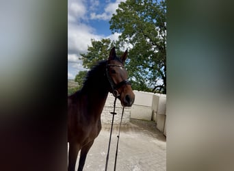 Hannover, Castrone, 3 Anni, 167 cm, Baio