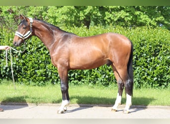 Hannover, Castrone, 3 Anni, 167 cm, Baio