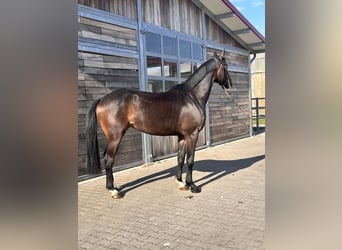 Hannover, Castrone, 3 Anni, 167 cm, Baio scuro