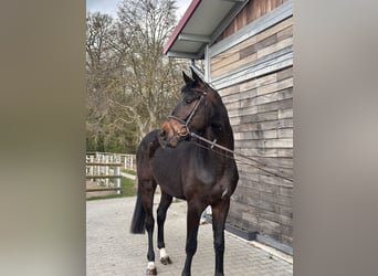 Hannover, Castrone, 3 Anni, 167 cm, Baio scuro