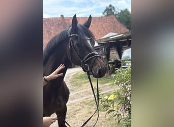 Hannover, Castrone, 3 Anni, 167 cm, Baio scuro