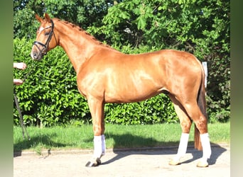 Hannover, Castrone, 3 Anni, 167 cm, Sauro