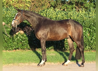 Hannover, Castrone, 3 Anni, 168 cm, Baio