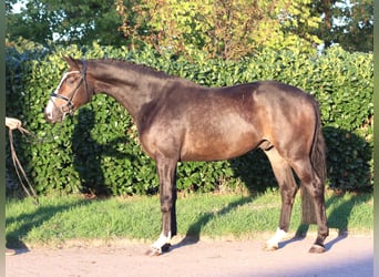 Hannover, Castrone, 3 Anni, 168 cm, Baio