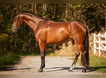 Hannover, Castrone, 3 Anni, 168 cm, Baio
