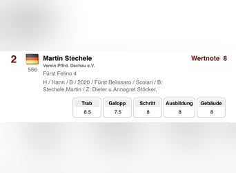 Hannover, Castrone, 3 Anni, 168 cm, Baio