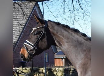 Hannover, Castrone, 3 Anni, 168 cm, Baio