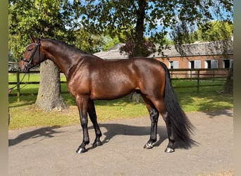 Hannover, Castrone, 3 Anni, 168 cm, Baio