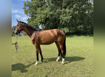 Hannover, Castrone, 3 Anni, 168 cm, Baio