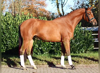Hannover, Castrone, 3 Anni, 168 cm, Baio