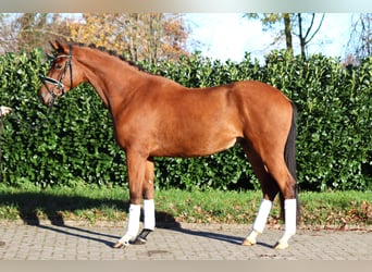 Hannover, Castrone, 3 Anni, 168 cm, Baio