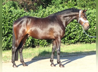 Hannover, Castrone, 3 Anni, 168 cm, Baio