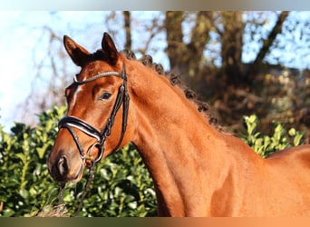 Hannover, Castrone, 3 Anni, 168 cm, Baio