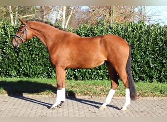 Hannover, Castrone, 3 Anni, 168 cm, Baio