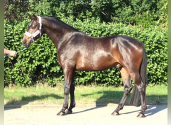 Hannover, Castrone, 3 Anni, 168 cm, Baio