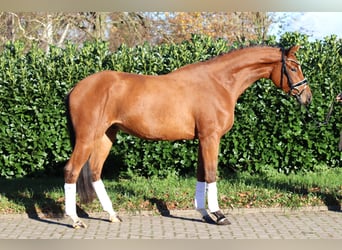 Hannover, Castrone, 3 Anni, 168 cm, Baio