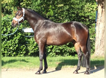 Hannover, Castrone, 3 Anni, 168 cm, Baio