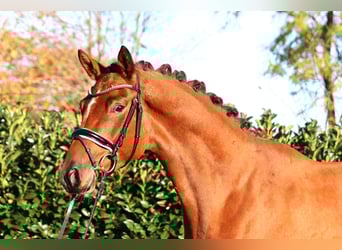 Hannover, Castrone, 3 Anni, 168 cm, Baio