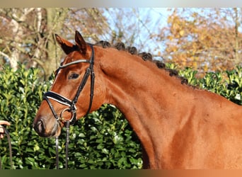 Hannover, Castrone, 3 Anni, 168 cm, Baio