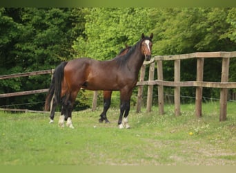 Hannover Mix, Castrone, 3 Anni, 168 cm, Baio scuro