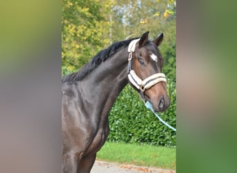 Hannover, Castrone, 3 Anni, 168 cm, Baio scuro