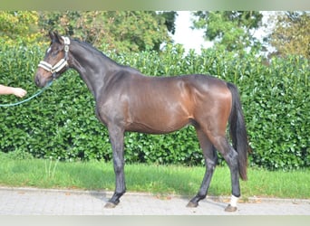Hannover, Castrone, 3 Anni, 168 cm, Baio scuro