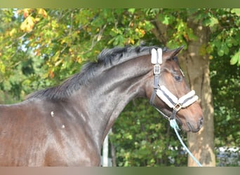 Hannover, Castrone, 3 Anni, 168 cm, Baio scuro