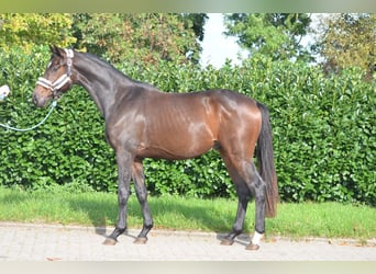 Hannover, Castrone, 3 Anni, 168 cm, Baio scuro