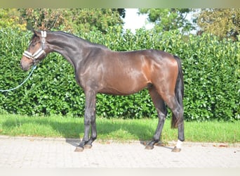 Hannover, Castrone, 3 Anni, 168 cm, Baio scuro